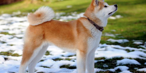 日本名犬秋田犬图片，日本犬种大全图片 秋田犬