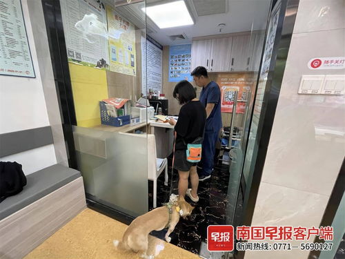 33种禁养犬有哪些，39种禁养犬图例