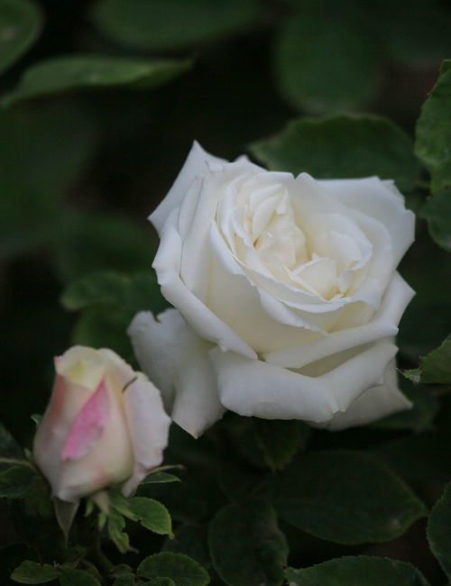 白色玫瑰的花语是什么意思，粉色玫瑰的花语是什么意思