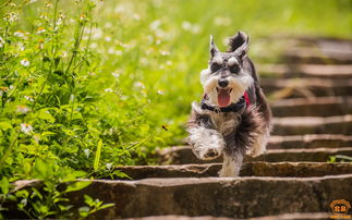 太行犬标准，太行犬怎么样