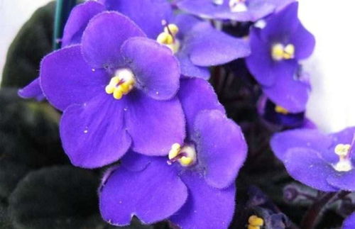 紫罗兰的文化价值，紫罗兰象征的意义是什么