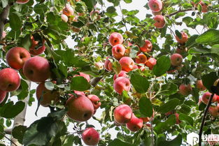 新疆有多少种水果，新疆有多少种水果品种?