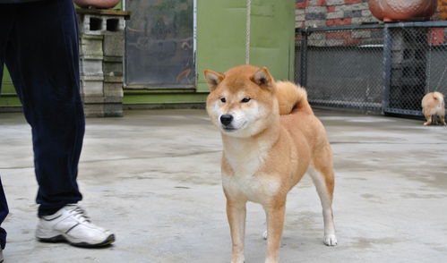 秋田犬和柴犬是一个品种吗，秋田犬和柴犬是一个品种吗图片