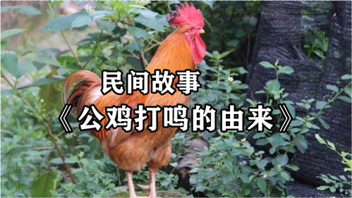 公鸡和蜈蚣民间故事会，公鸡对蜈蚣是哪部剧