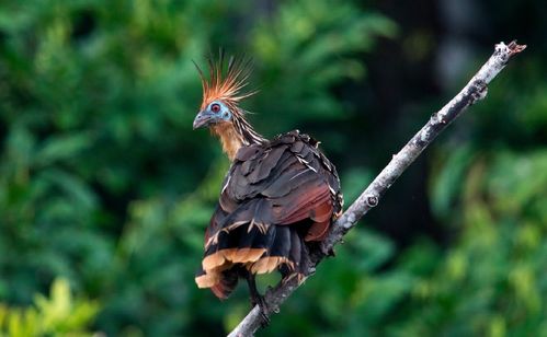 cafamo始祖鸟，始祖鸟有几个系列