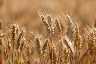 今日小麦一斤价格表，今日小麦一斤价格表山东