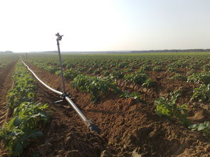 2023农业灌溉用电价格是多少，农业灌溉多少钱一度电