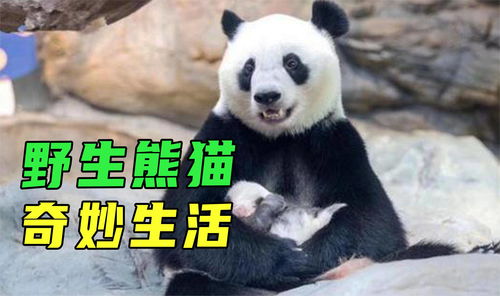 熊猫投资里的相关知识，熊猫投资app下载安装