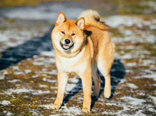 柴犬和秋田犬哪个好养，养柴犬最大的忌讳