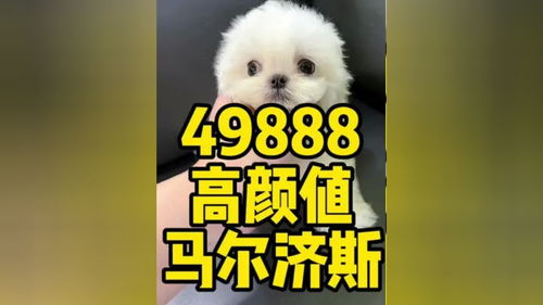 马尔济斯犬市场价，十大最干净最好养的狗