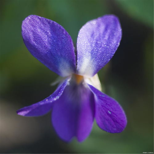 紫罗兰的花语与寓意是什么，紫罗兰的花语及寓意