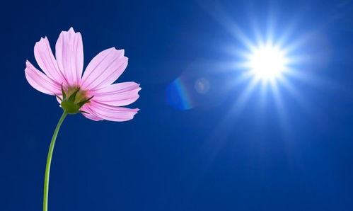 向日葵心语正能量，人生要像向日葵一样,一心向阳