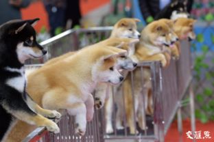 南京宠物收容中心，南京宠物狗收养站