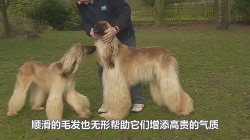 中国十大禁养犬类，我国十大禁养犬
