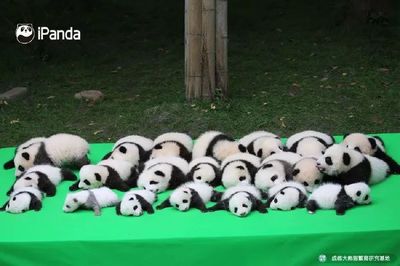 熊猫民间故事会，来一个熊猫故事
