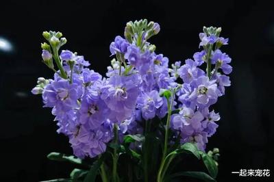 紫罗兰的种植方法，紫罗兰种植方法?
