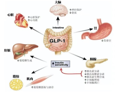 源达研究报告：医药生物部分子板块三季度业绩稳定增长，中国药品研发投入增速超全球增长率