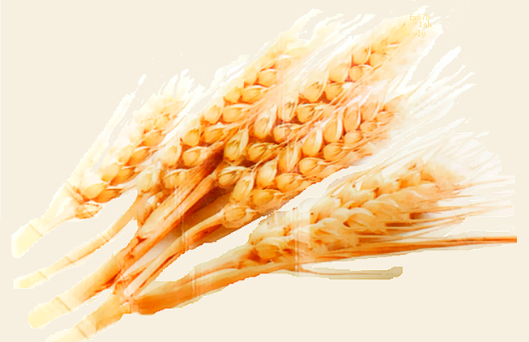 CBOT小麦可能会重新测试548.75美分的支撑位