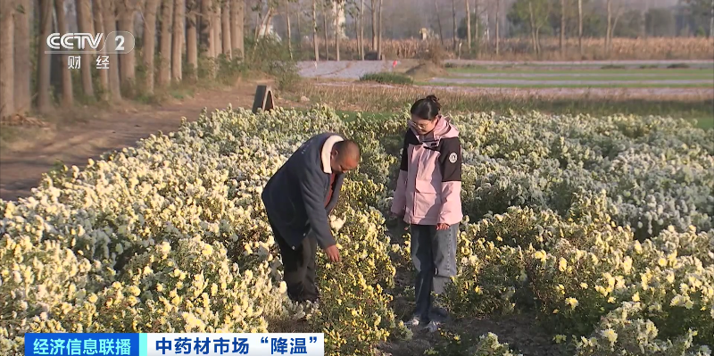 “狂飙”暂停！中药材价格降了，原因几何？