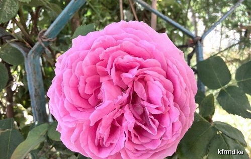 月季花的栽培要点（月季花的栽培管理技术要点）