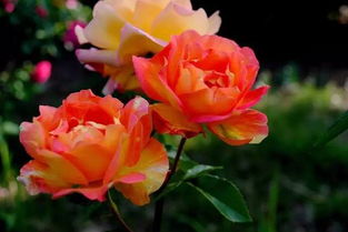 月季花和玫瑰花有何区别（月季花和玫瑰花有何区别图片）