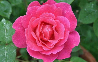 月季花和玫瑰花有什么区别吗?（月季花和玫瑰花的区别?）