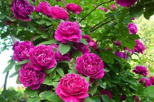 月季花和玫瑰花是一种花吗（月季花和玫瑰花是不是一种花）