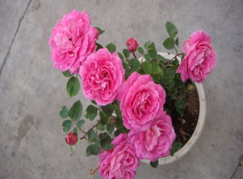 月季花的养殖技巧（月季花的养殖方式）