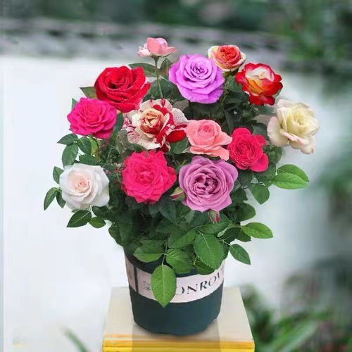 月季花和玫瑰花一样吗?（月季花和玫瑰花一样吗怎么养）