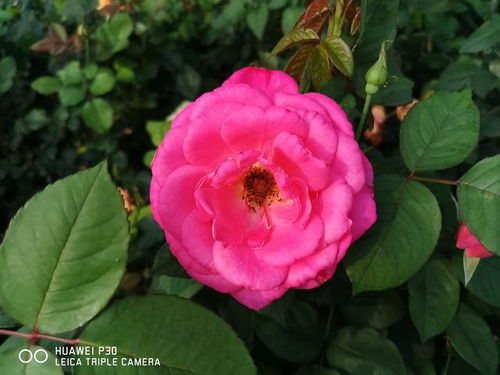 月季花和玫瑰花有哪些区别（月季花和玫瑰花的区别是什么）
