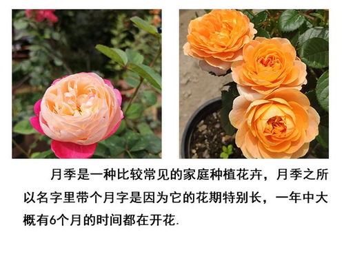 月季花和玫瑰花有什么区别是一样的吗（月季花和玫瑰花的区别在哪里）