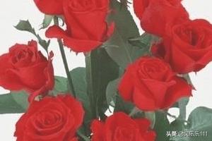 月季花和玫瑰花有什么区别吗?（月季花和玫瑰花有什么区别是一样的吗）