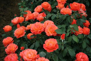 月季花有什么特点写几句话（月季花有什么特点写几句话三年级）