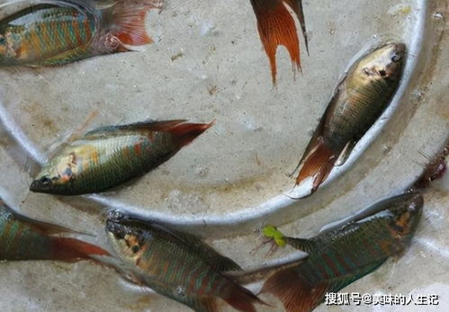 三大公认最脏的鱼_三大公认最脏的鱼是什么鱼