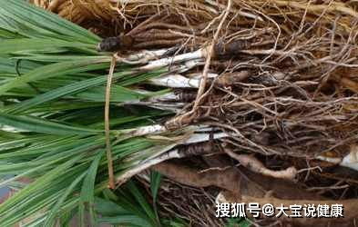 最壮阳的草药3种_最壮阳的草药3种回春草