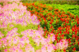 花海视频_花海视频官网