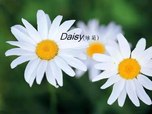 各种花的花语_各种花的花语和英文