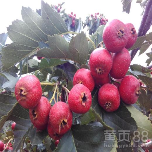 红果免费的短剧怎么下载到本地看_红果短剧下载