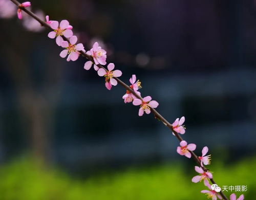 春棠花欲醉免费看全集短剧_春棠什么意思