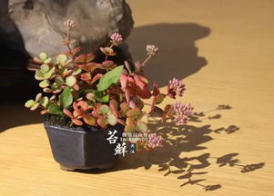 短剧免费看全集尘埃的花朵_尘埃的花图片