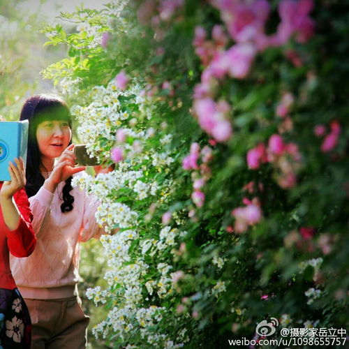 短剧谁摘了傅总的蔷薇免费在线观看_谁摘了我的花--第1张