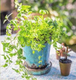 新家懒人绿植怎么养护和管理_适合新家养的植物--第1张
