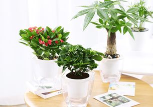 绿植盆栽懒人养怎么办呢_绿植懒人盆怎么用--第1张