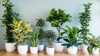 花园懒人绿植有哪些品种_懒人植物怎么养--第1张