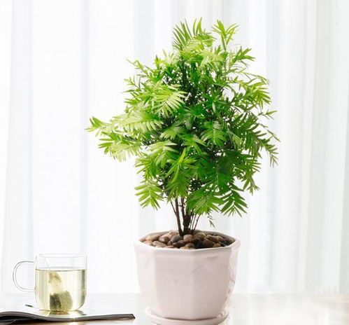 绿植懒人组合盆栽图片及价格_绿植盆栽图片大全--第1张