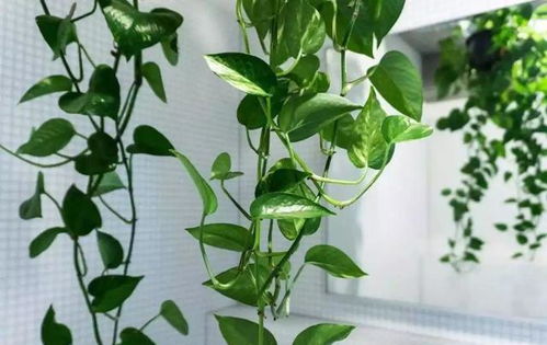 夏季懒人养绿植好养吗视频_夏季懒人养绿植好养吗视频讲解--第1张