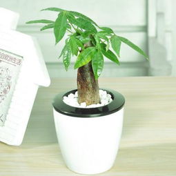懒人养的绿植小_适合懒人养的植物盆栽--第1张