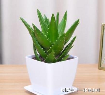 芦荟是懒人绿植吗为什么_芦荟是花么--第1张