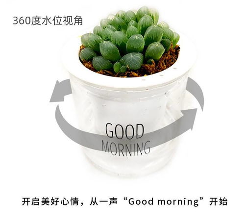 懒人花瓶绿植_懒人花瓶怎么用--第1张
