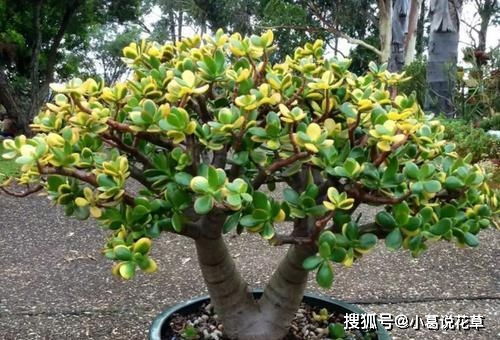 绿植盆栽懒人盆景怎么养_懒人盆景树--第1张